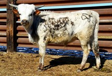 TFP STEER SNOWBERRY