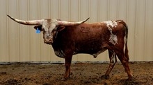 TFP REDTAIL BULL